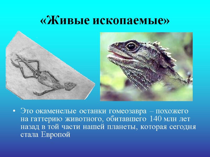 «Живые ископаемые» Это окаменелые останки гомеозавра – похожего на гаттерию животного, обитавшего 140 млн